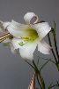 <em>Lilium formosanum pricei</em>